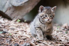cute-wildcat-baby-25580157