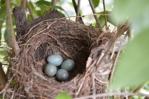 birds-nest-314490_640